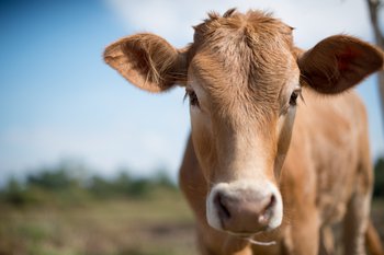 Happy Cow in a meadow