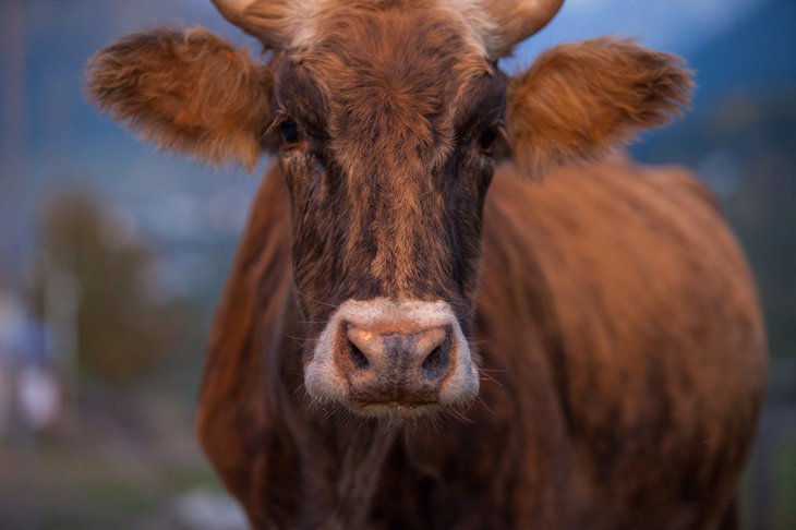 Tough cow with horns